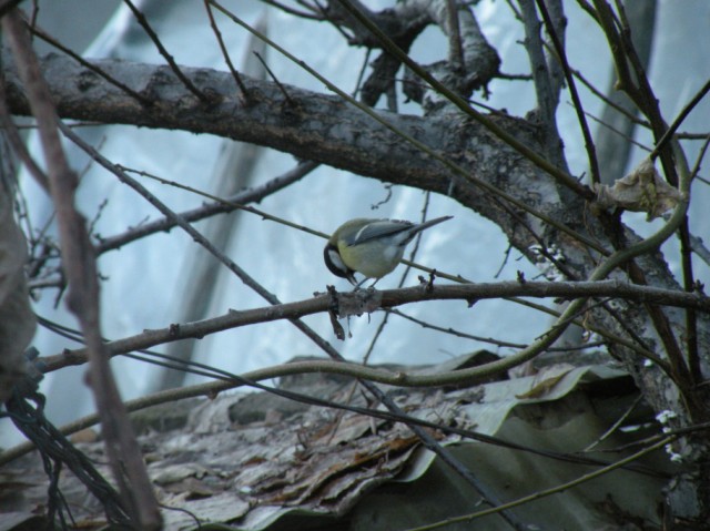 dalla finestra di casa...